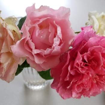 バラ　オーブの画像 by あずそらさん | キッチンとバラ　ダフネとバラ フラマンローズとバラ　オーブと薔薇の咲く庭と庭作り1年生