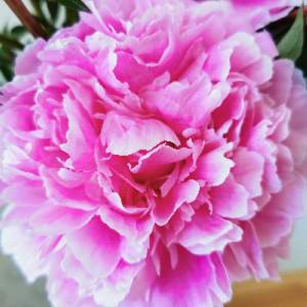 EMMA プロフィール画像