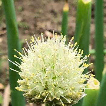 黄緑色の花の投稿画像一覧 Greensnap グリーンスナップ