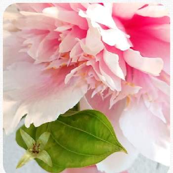 オマジオの画像 by きこちゃんさん | 玄関とシャクヤクとリキュウソウとアルケミラロブスターとWEEKEND FLOWERとケーラーと小さな幸せ❤とオマジオと感謝❤️といけばなとエールと花のある暮らし