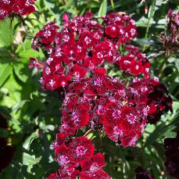 なでしこの花の投稿画像一覧 Greensnap グリーンスナップ