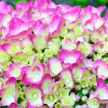輝きの画像 by オニキスさん | 紫陽花と輝きといつもありがとう❣️と#可愛いなぁ❣️と自宅の小さな小さな庭と感動❣️