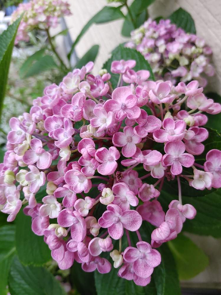 可愛いい花の投稿画像 By バジルさん ピンク ピンクとナチュラルガーデンと雨の中でとガーデニング 21月6月4日 Greensnap グリーンスナップ