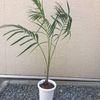 アレカヤシの育て方 水やりや植え替え 剪定の仕方は Greensnap グリーンスナップ