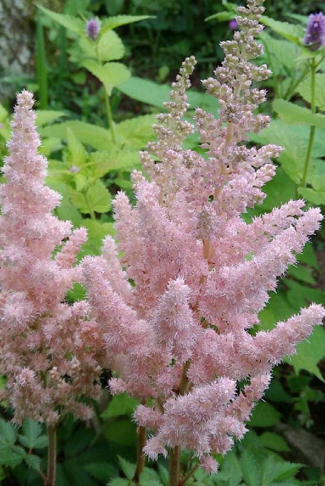 アガスターシェの投稿画像 By まりの庭さん アガスターシェ ゴールデンジュビリーとアスチルベ ミルクアンドハニーとアスチルベと種からと秋まき 21月6月4日 Greensnap グリーンスナップ