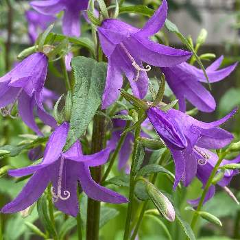 カンパニュラ ラプンクロイデスの投稿画像一覧 Greensnap グリーンスナップ