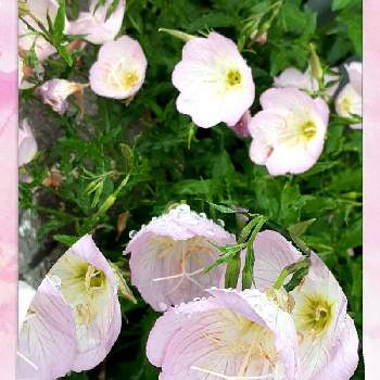 郵便局の花壇の画像 by ミチコさん | お出かけ先と今日のお花とヒルザキツキミソウ♪と郵便局の花壇