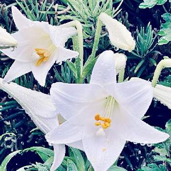 テッポウユリ の投稿画像一覧 Greensnap グリーンスナップ