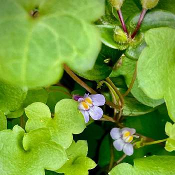 蔦唐草の投稿画像一覧 Greensnap グリーンスナップ