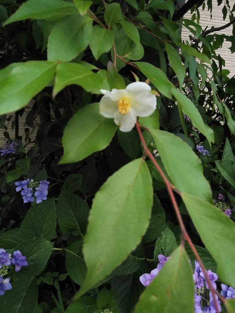 ヒメシャラの投稿画像 By モコさん 沙羅姫とモコ家エントランス 21月6月5日 Greensnap グリーンスナップ