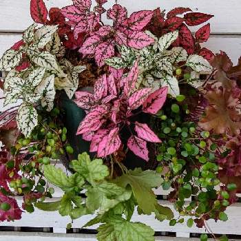 ヒポエステスの投稿画像一覧 Greensnap グリーンスナップ