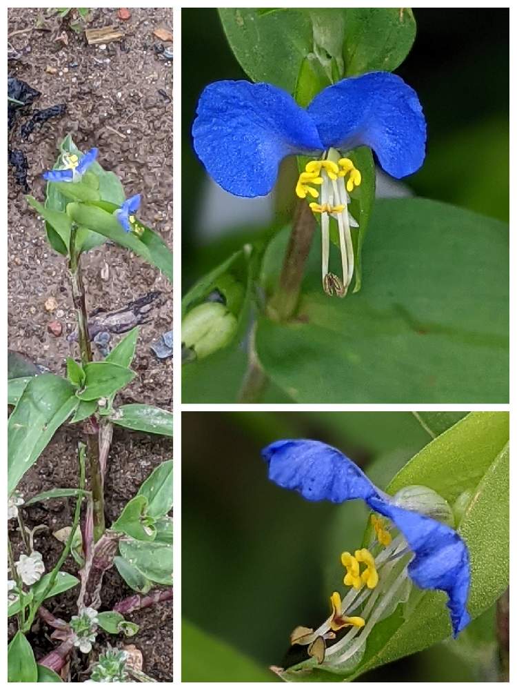 ツユクサの投稿画像 By やまりんさん ちいさな花とかわいい雑草と散歩道と美しく青きドヨウと美しき小さな雑草の花図鑑と美しき小さな雑草の花 たちとお出かけ先とちいさな花とかわいい雑草と散歩道と美しく青きドヨウと美しき小さな雑草の花図鑑と美しき小さな雑草の花