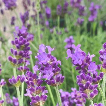 アングスティフォリア系の投稿画像一覧 Greensnap グリーンスナップ