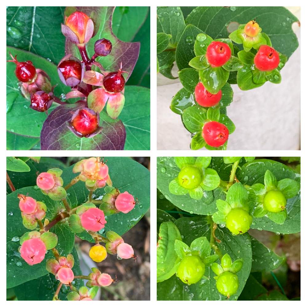 ヒペリカム 小豆の投稿画像 By かずさん ヒペリカム 赤とヒペリカム ピンクとヒペリカム グリーンと素敵な薔薇のある暮らしとロザリアン と癒しとおうち園芸と挿し木苗と鉢植え とお花大好き と花のある暮らし 21月6月5日 Greensnap グリーンスナップ