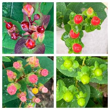 ヒペリカム ピンクの投稿画像一覧 Greensnap グリーンスナップ