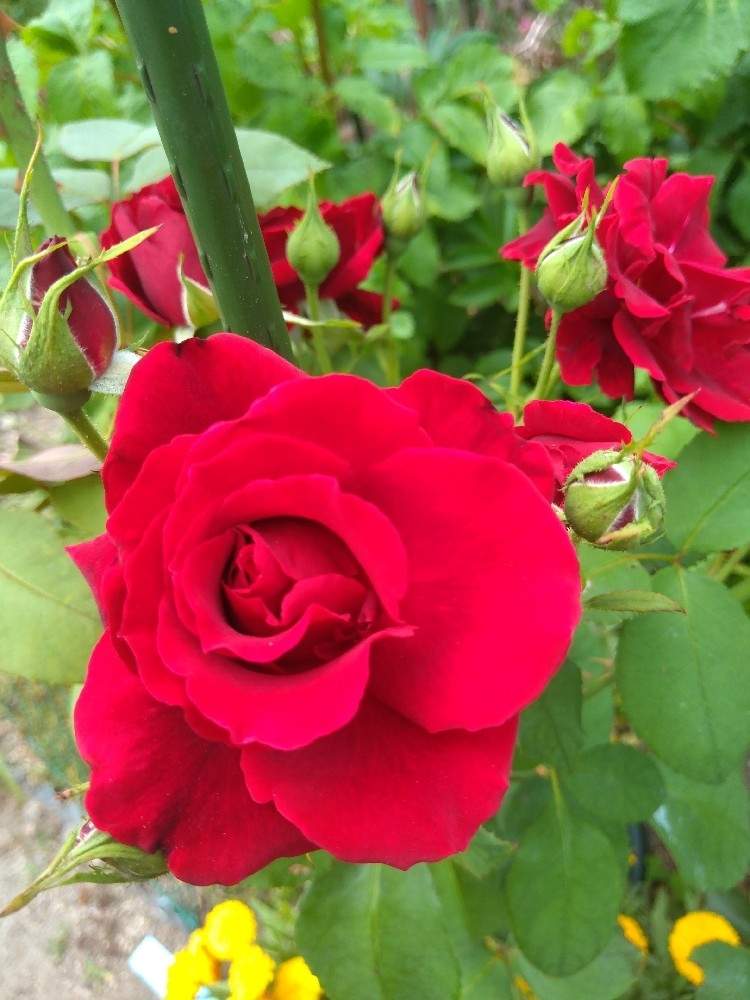 薔薇 黒真珠の投稿画像 By Hanabiraさん 小さな庭と家の薔薇と庭の花と可愛い花と季節の花とガーデニングと花のある暮らしと地植えと家の薔薇と庭の花と可愛い花と季節の花とガーデニングと花のある暮らしと地植え 21月6月5日 Greensnap グリーンスナップ