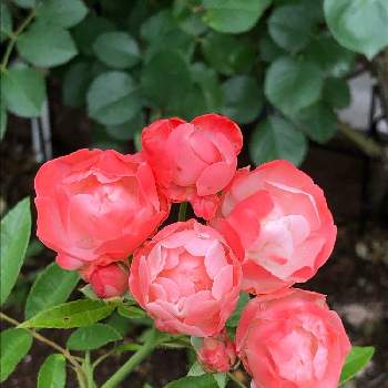 バラ ポリアンサローズの投稿画像一覧 Greensnap グリーンスナップ