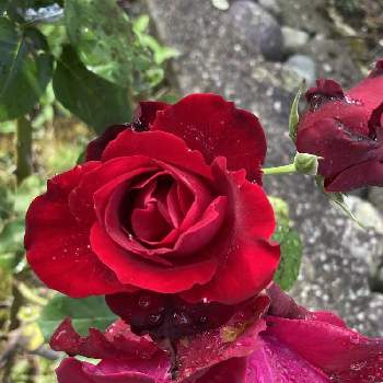 静かな朝の画像 by ヒデマキママさん | 広い庭とバラと静かな朝とおうち園芸とほったらかしでもと花の貴婦人