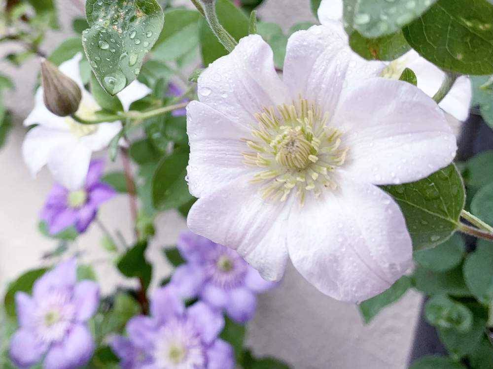 21年 クレマチスまとめ Greensnap グリーンスナップ