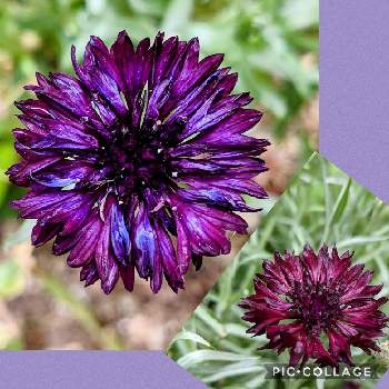 セントーレアブラックボールの投稿画像一覧 Greensnap グリーンスナップ