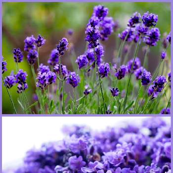 ラベンダー センティヴィアの投稿画像一覧 Greensnap グリーンスナップ