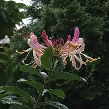 ハニーサックルの花の画像 by kayaさん | お出かけ先とハニーサックルとお散歩とトロピカルな花と小雨とハニーサックルの花とスイカズラの花と忍冬(にんどう)