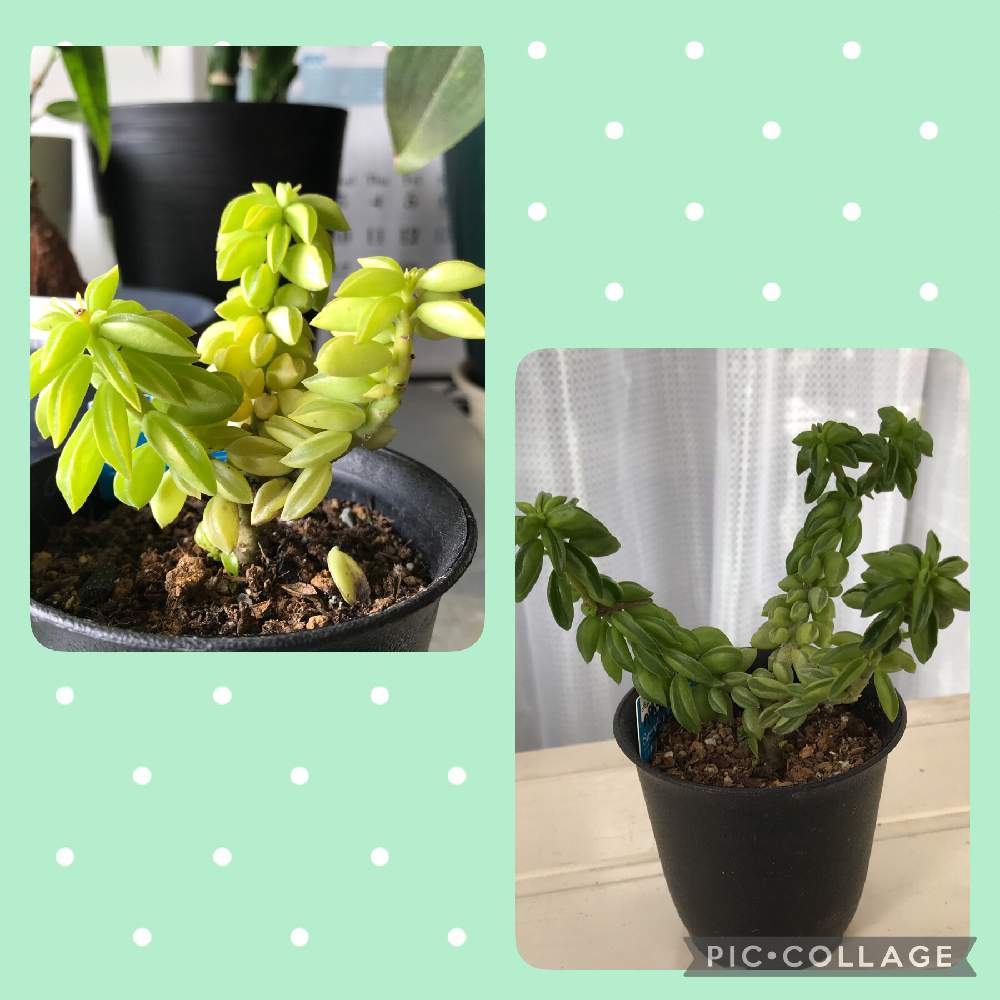 ペペロミア ニパドラの投稿画像 By 蓮華さん 多肉中毒初心者とサボテンも好きにと南向きのベランダとおうち園芸 と盆栽も好きと緑は癒しと観葉植物も大好き と看護師さんに感謝と緑は心のオアシスと多肉初心者とダイソー産と緊急事態宣言中 東京 21月6月5日