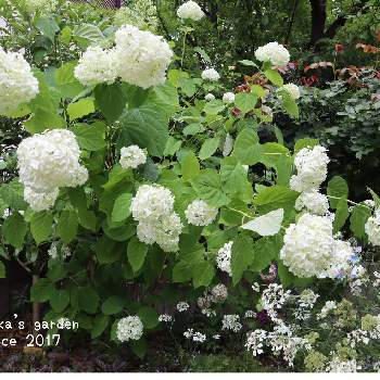 インクレディボールの投稿画像一覧 Greensnap グリーンスナップ