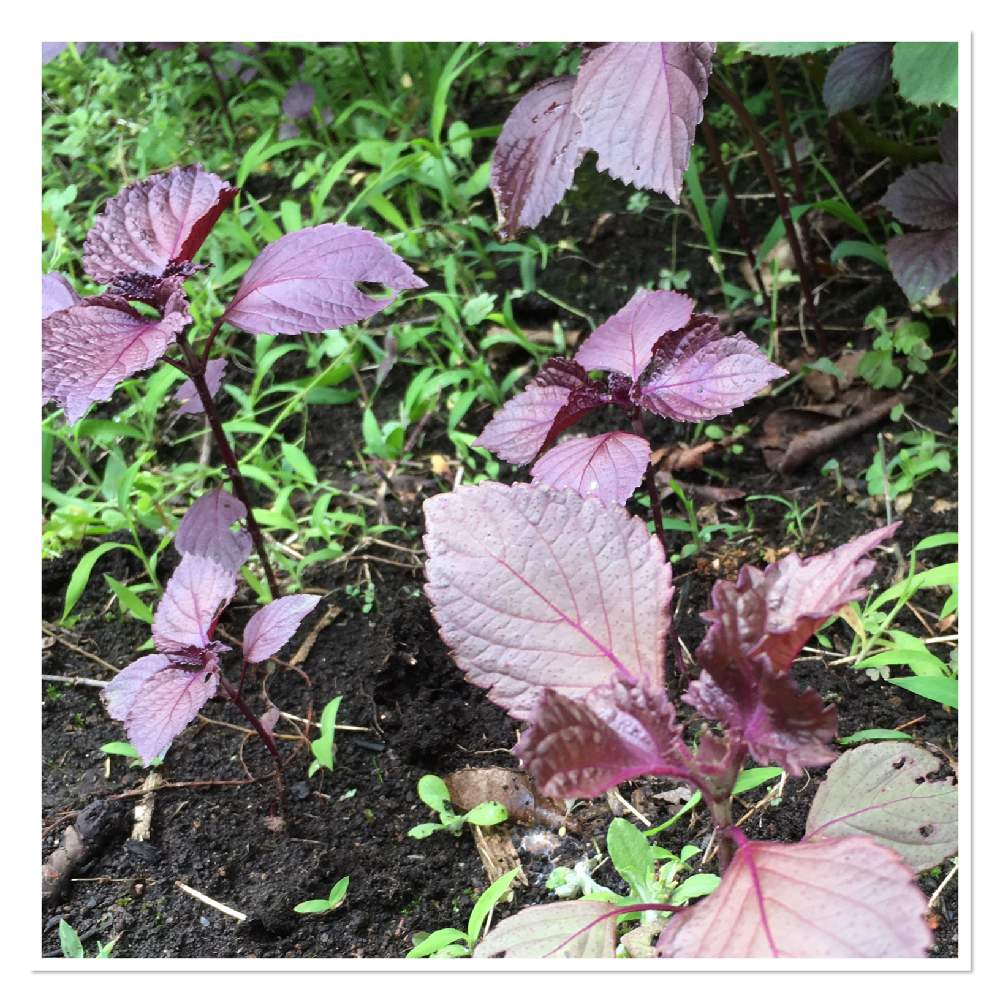 小さな庭の画像 by midaiさん | 小さな庭と家庭菜園とガーデニングと緑のある暮らしと赤紫蘇の栽培