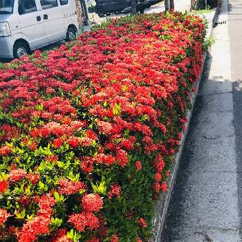 街路樹の花の投稿画像一覧 Greensnap グリーンスナップ