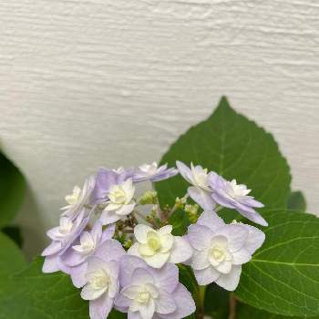 紫陽花 墨田の花火の投稿画像一覧 Greensnap グリーンスナップ