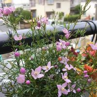 ボロニアの育て方 日当たりや水やり加減は季節によって違う Greensnap グリーンスナップ