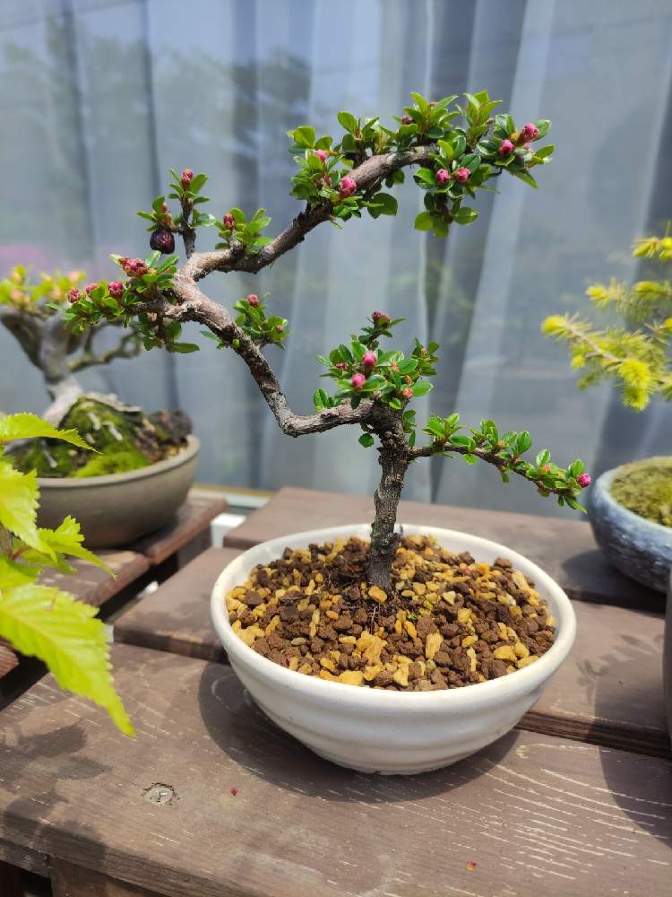 紅紫檀の投稿画像 By Amonさん 小さな庭と開花と彩花盆栽と盆栽棚と小盆栽と鉢植えと自作棚と小品盆栽と模様木と盆栽と曲がりと開花と彩花盆栽と盆栽 棚と小盆栽と鉢植えと自作棚と小品盆栽と模様木と盆栽と曲がり 21月6月5日 Greensnap グリーンスナップ