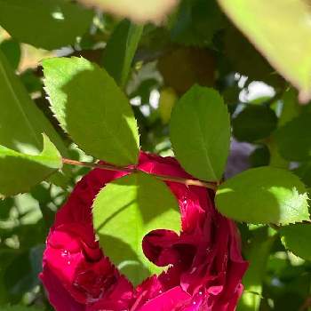 ルージュピエールドゥロンサール♥︎︎∗︎*ﾟの画像 by RARAさん | テラスとつるバラのある庭とばら バラ 薔薇と幸せにな〜る◡̈❁とルージュ ピエール ドゥ ロンサールとhappy♡とバラ 鉢植えとありがとう◡̈❁とルージュピエールドゥロンサール♥︎︎∗︎*ﾟと香りフェチと薔薇♪