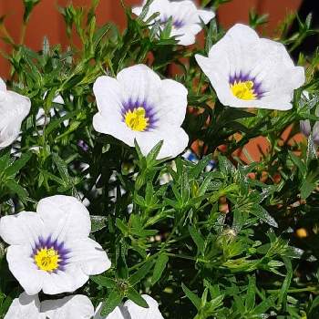 ニーレンべルキアの投稿画像一覧 Greensnap グリーンスナップ