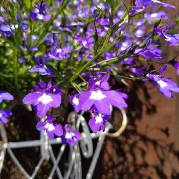 瑠璃唐草の投稿画像一覧 Greensnap グリーンスナップ