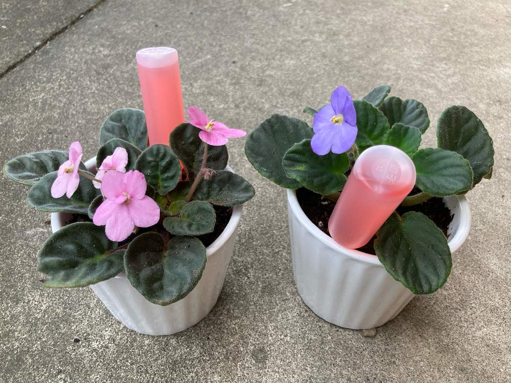 セントポーリア成長記録 Greensnap グリーンスナップ