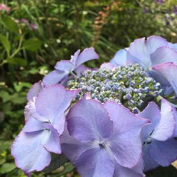 形がかわいいの画像 by わたのみさん | 小さな庭とハイドランジアと紫陽花とわくわく♡と形がかわいいとむらさきの花と花に癒されるとブルーの花
