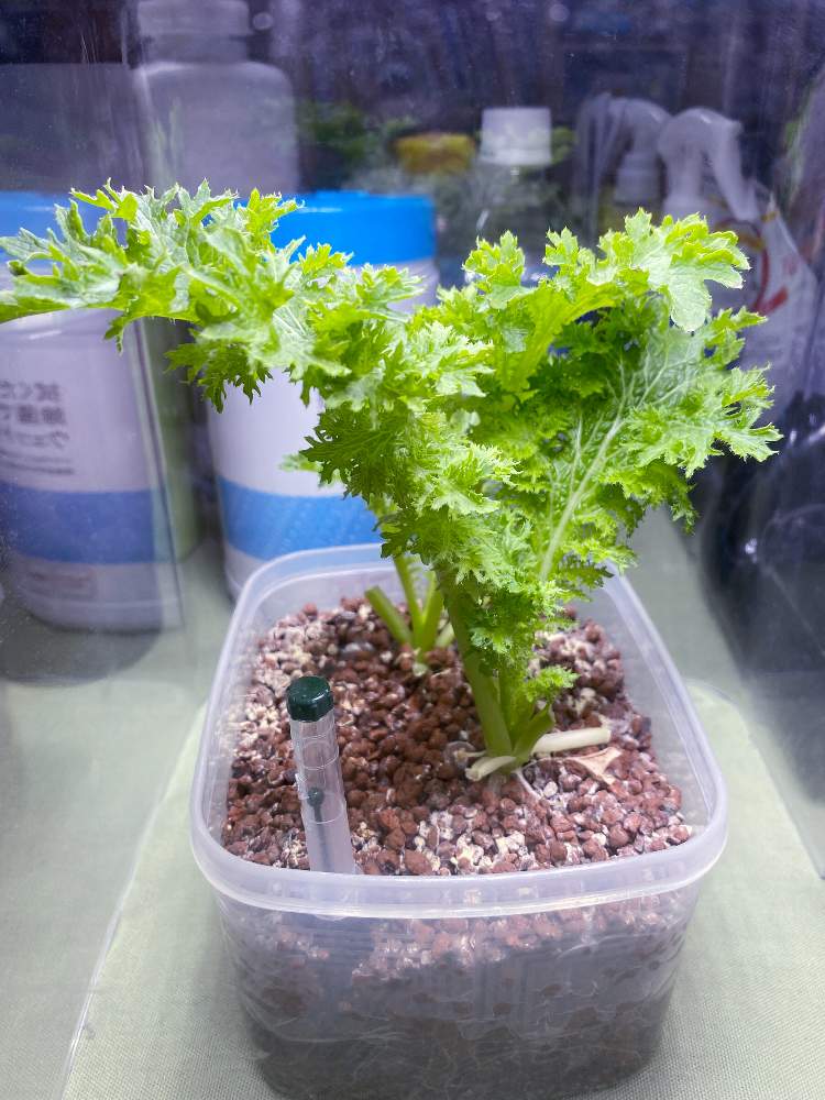 わさび菜の投稿画像 By かもいさん 水耕栽培とハイドロボールとどうする水耕栽培と5月1日植え 21月6月5日 Greensnap グリーンスナップ
