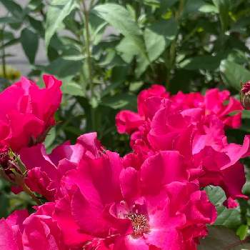 ami's roseの画像 by amiさん | 小さな庭と薔薇パーマネント・ウェーブとパーマネントウエーブとキュンキュン乙女倶楽部と自慢のバラ_2021と植物のある暮らしとピンクの花と手作りの庭と花の15年組とno green no lifeとami's roseとバラと夢CLUBと物語のある庭作りとガーデニングと花のある暮らしとami's gardenと小さな花とチーム愛知と庭時間