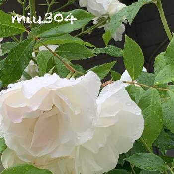 雨の中のバラの投稿画像一覧 Greensnap グリーンスナップ