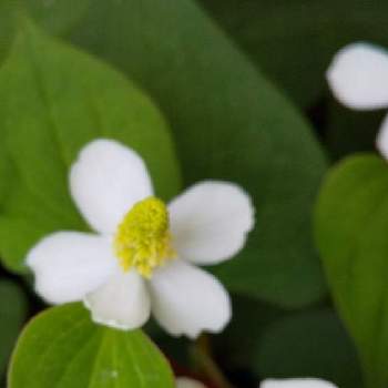 ドクダミ 花弁5枚 の投稿画像一覧 Greensnap グリーンスナップ