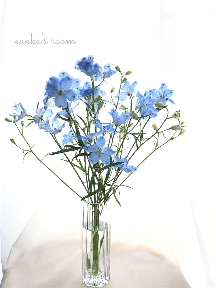 デルフィ二ウムの投稿画像 By Kukkaさん 部屋と逆光と癒しと切り花を楽しむと青い花と花 を飾ると穏やかな心とスーパーの切花ときれいな色と美しく青きドヨウとナチュラルスタイルと花のある暮らしとガラスの花瓶と花瓶合わせと涼やかと切り花と逆光と癒しと切り花を