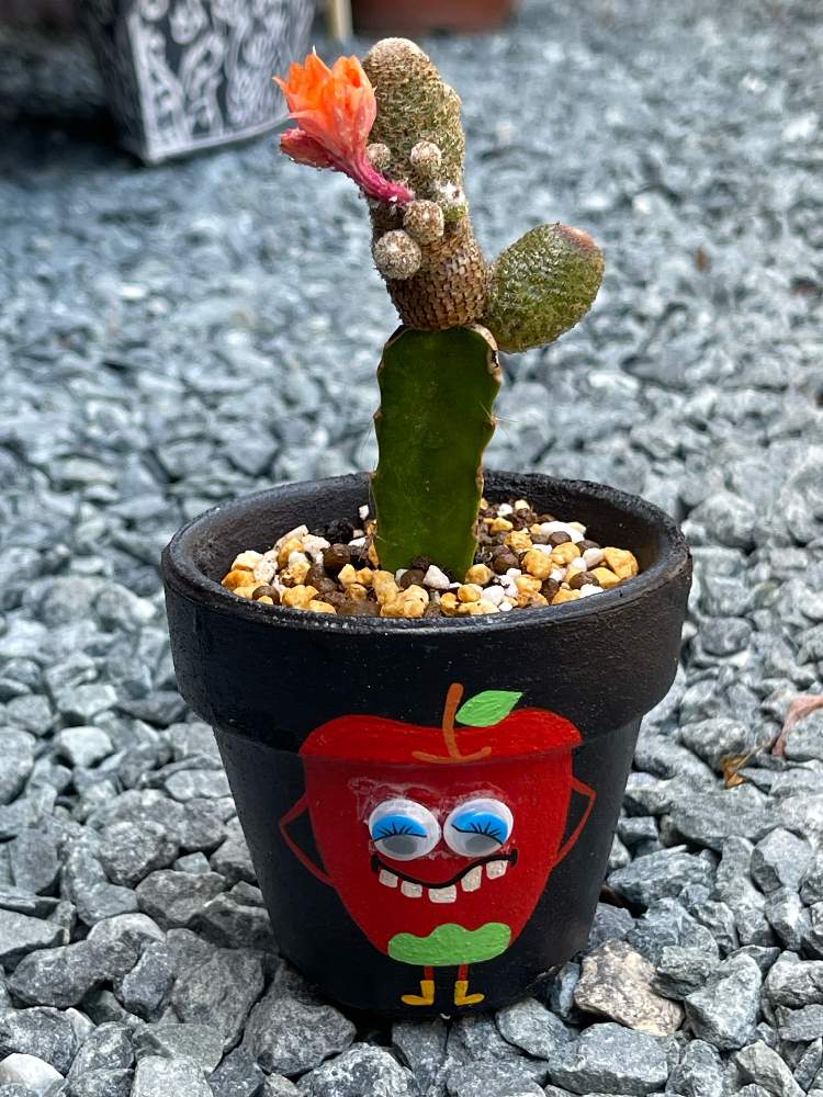 お洒落の投稿画像 By Masayukiさん トゲトゲと植物のある暮らしとサボテン と嬉しいとトゲトゲ好きとヤバッ と綺麗とサボテン のある暮らしとたまらん とリメ缶 リメ鉢と可愛いと楽しい休日とサボテンの花と楽しい時間 21月6月5日 Greensnap グリーン