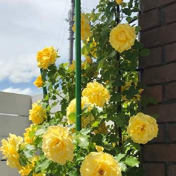 蔓薔薇の投稿画像一覧 Greensnap グリーンスナップ