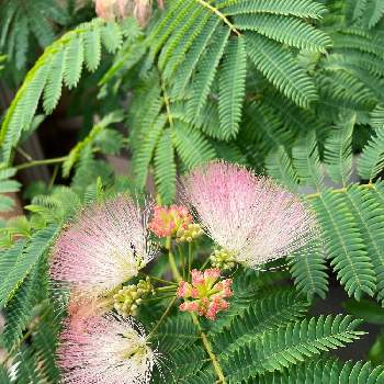 ふわふわの花の投稿画像一覧 Greensnap グリーンスナップ