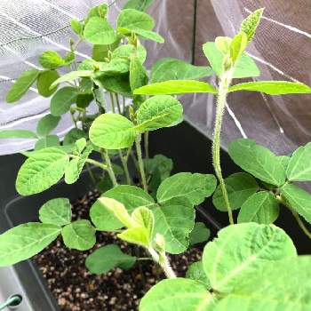 枝豆の成長の投稿画像一覧 Greensnap グリーンスナップ