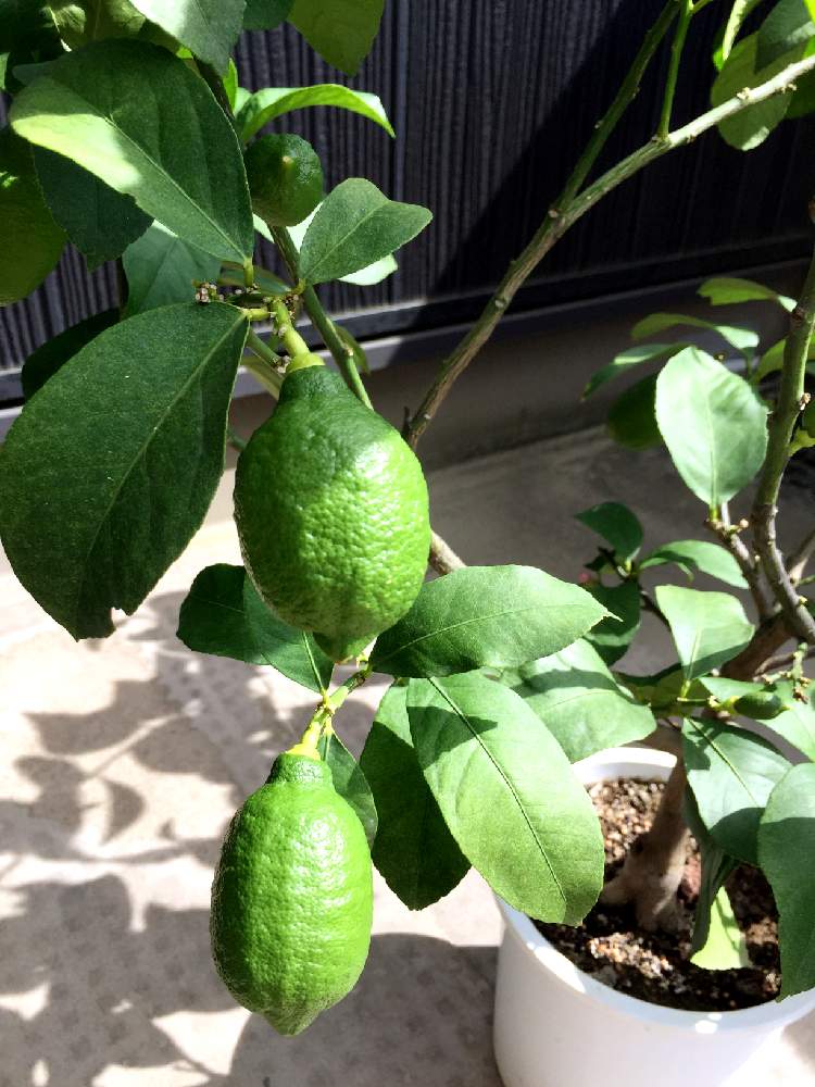 レモンの実の投稿画像 By Kentanさん レモンの木とレモンの鉢植えと檸檬 21月6月5日 Greensnap グリーンスナップ