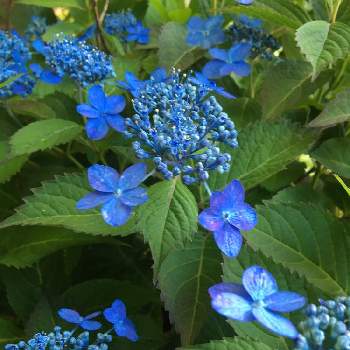 チームブルーNo.62の画像 by TAKAさん | 小さな庭とヤマアジサイ 海峡とチーム岐阜と青い紫陽花マニアとあつまれ どうぶつの里と美しく青きドヨウとT's紫陽花とチームブルーNo.62と花のある暮らしと青い花マニアとチーム・ブルー