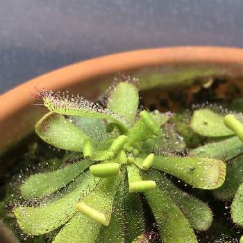 Drosera Hamiltoniiの投稿画像一覧 Greensnap グリーンスナップ
